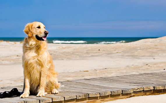cani-in-spiaggia