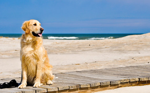 Le spiagge accessibili agli amici a 4 zampe