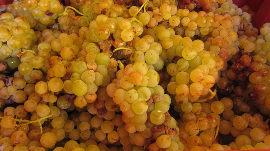 Aziende vinicole: l'eccellenza dei vini elbani